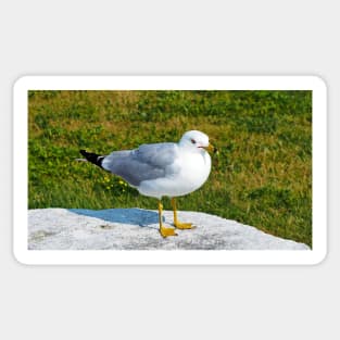 Gull Standing On A Rock Sticker